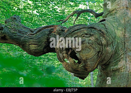 Visage en tronc d'arbre noueux, Allemagne, Hesse, Urwald Sababurg, Reinhardswald Banque D'Images