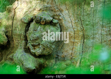 Visage en tronc d'arbre noueux, Allemagne, Hesse, Urwald Sababurg, Reinhardswald Banque D'Images