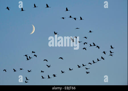 Grue cendrée grue eurasienne, (Grus grus), la migration des oiseaux en face de la lune, l'ALLEMAGNE, Basse-Saxe Banque D'Images