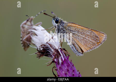 Petite skipper (Thymelicus sylvestris, Thymelicus flavus), avec Prunelle Bug, Dolycoris baccarum, sur un chardon, Allemagne, Schleswig-Holstein Banque D'Images