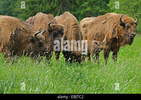 Bison d'Europe, Bison (Bison bonasus), troupeau et son veau debout dans l'herbe haute Banque D'Images