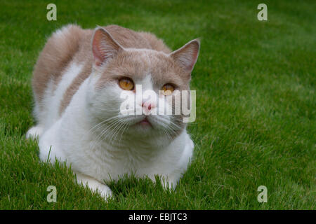 British Shorthair (Felis silvestris catus) f., dans le faon blanc, allongé dans l'herbe Banque D'Images