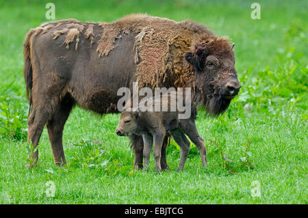 Bison d'Europe, Bison (Bison bonasus), vache bison debout avec son veau sur l'herbe haute, Allemagne Banque D'Images