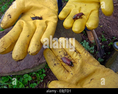 Catégorie : commune, maybug (Melolontha melolontha), dans le jardin par les mains gantées, Allemagne Banque D'Images