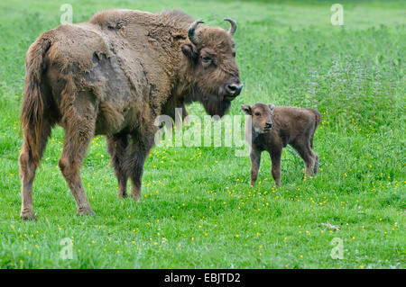 Bison d'Europe, Bison (Bison bonasus), vache debout avec son veau dans l'herbe haute, Allemagne Banque D'Images