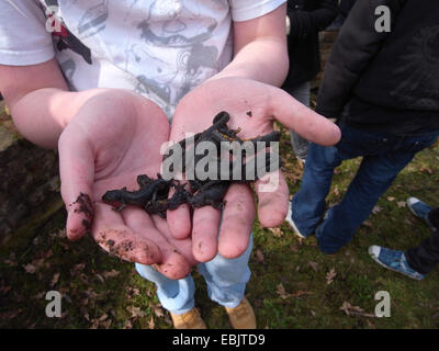 Triton alpestre (Triturus alpestris, Ichthyosaura alpestris, Mesotriton alpestris), l'enfant avec beaucoup de tritons dans les mains, Allemagne Banque D'Images