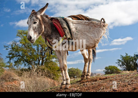 L'âne domestique (Equus asinus asinus. f), pack animal avec sacs, Maroc, Marrakech Banque D'Images