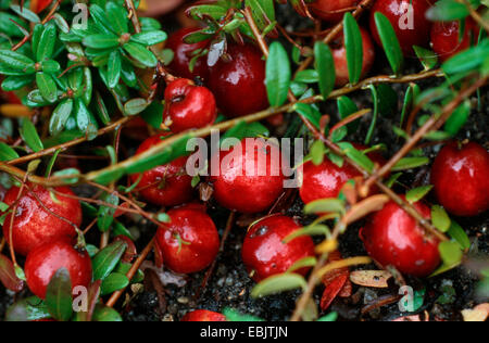 American cranberry, canneberge cultivée, grand canneberge (Vaccinium macrocarpon), avec des fruits Banque D'Images