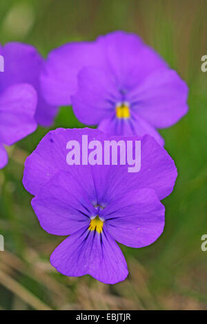 Violette (Viola calcarata suisse), fleurs, Suisse, Valais Banque D'Images