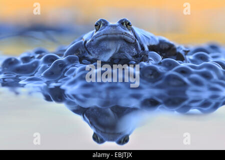 Moor frog (Rana arvalis), assis dans l'eau peu profonde entourée de frayer Banque D'Images