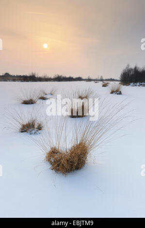 Moor gelés en hiver, l'ALLEMAGNE, Basse-Saxe, Diepholzer Moorniederung Goldenstedter Moor, Banque D'Images