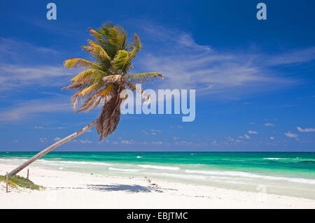 Cocotier (Cocos nucifera), cocotier au Caraïbes la plage de Tulum, Mexique Banque D'Images