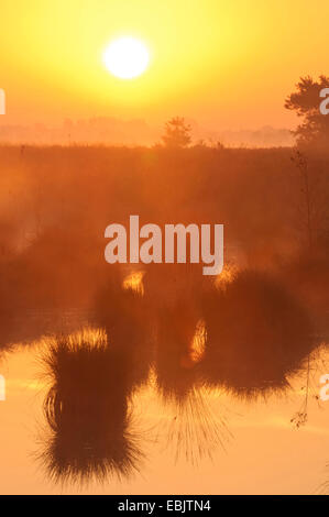 Paysage de lande au lever du soleil, de l'ALLEMAGNE, Basse-Saxe, Diepholzer Moorniederung, Goldenstedter Moor Banque D'Images