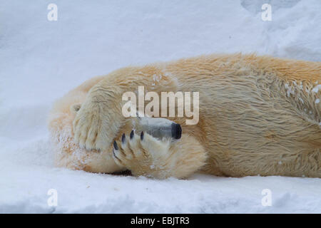 L'ours polaire (Ursus maritimus), couché dans la neige détendue et tenant la tête Banque D'Images