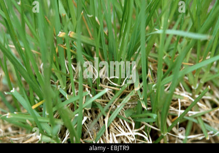 Darnel commun commun, ray ray, vivace, ray-grass vivace (Lolium perenne), Allemagne Banque D'Images