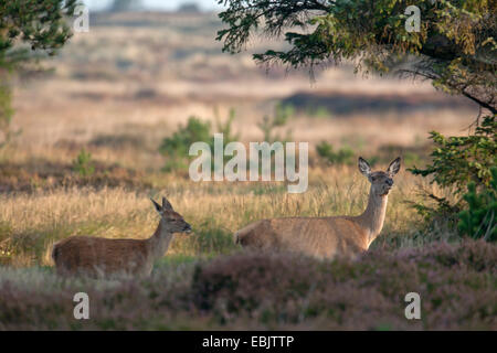 Red Deer (Cervus elaphus), Hind et veau dans un paysage de prairie sous les arbres, au Danemark, Jylland Banque D'Images