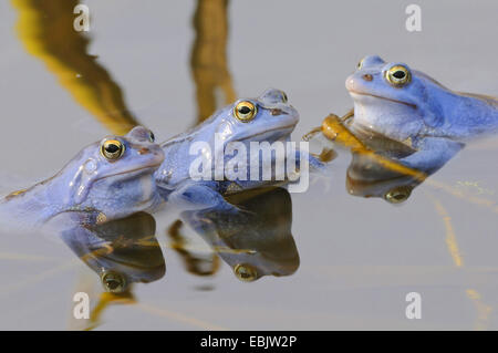 Moor frog (Rana arvalis), trois hommes dans l'accouplement, assis à la surface d'un étang Banque D'Images