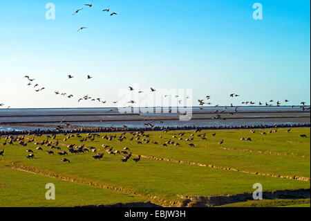 La Bernache cravant (Branta bernicla), troupeau de brent geese flying, Hallig Nordstrandischmoor en arrière-plan, l'Allemagne, Schleswig-Holstein, dans le Nord de la Frise, Nordstrand Banque D'Images