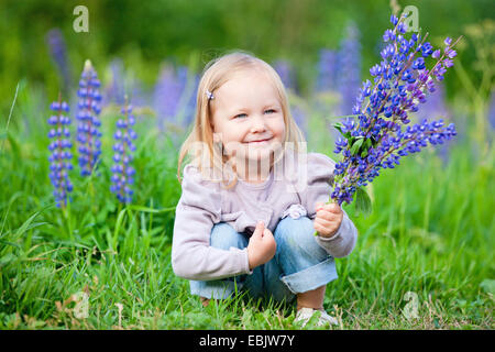 L'lupin, beaucoup de lupin à feuilles, jardin lupin (Lupinus polyphyllus), jolie petite fille accroupie dans un pré avec un bouquet de fleurs dans la main Banque D'Images