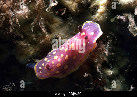 Chromodoris luteorosea (limaces de mer) Banque D'Images