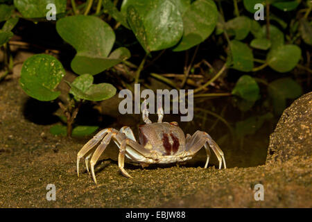 Le crabe fantôme, Fiddler crab (Ocypode ceratophthalma ceratophthalmus, Ocypode), sur la plage, Thaïlande, Phuket Banque D'Images