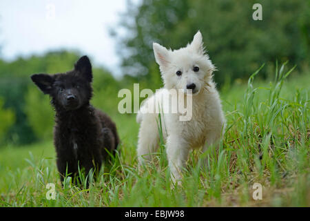 Dog (Canis lupus f. familiaris), Thuerner Wolfshound, dragonnet noir et blanc dans un pré, Allemagne Banque D'Images