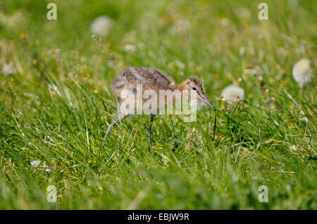 Barge à queue noire (Limosa limosa), chick sur l'alimentation dans un pré, Pays-Bas, de Nijkerk Banque D'Images