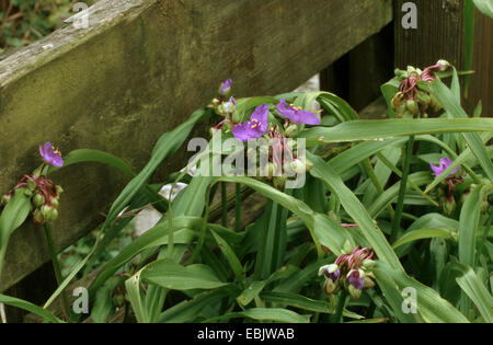 Tradescantie de Virginie (Tradescantia virginiana), blooming Banque D'Images