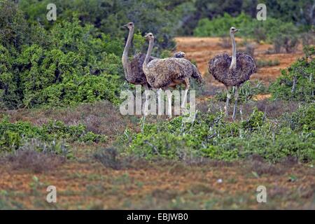 Autruche (Struthio camelus), groupe de femmes, Afrique du Sud, Eastern Cape, Addo Elephant National Park Banque D'Images