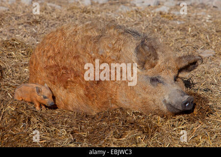 Cochon laineux (Sus scrofa domestica), f. de porc laineux hongrois couché avec un porcelet dans la paille Banque D'Images