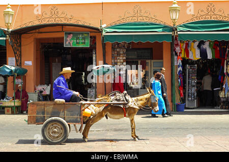 L'âne domestique (Equus asinus asinus. f), l'homme assis en charrette à âne Jemaa el-Fna place du marché, le Maroc, Marrakech Banque D'Images