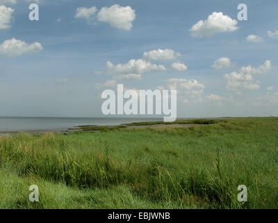 Mer chiendent (Elymus athericus, Agropyron pungens), marais salé à la mer du Nord, l'ALLEMAGNE, Basse-Saxe, Schleswig-Holstein mer des Wadden Parc National, Nessmersiel Banque D'Images