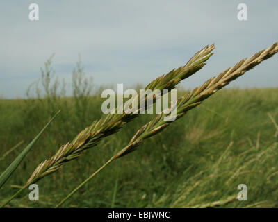 Mer chiendent (Elymus athericus, Agropyron pungens), crampons, ALLEMAGNE, Basse-Saxe, Baltrum Banque D'Images