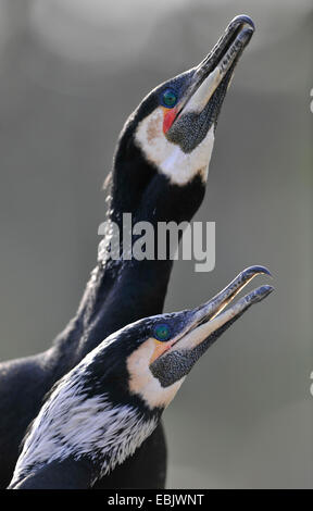 Grand Cormoran (Phalacrocorax carbo), portrait d'un couple appelant agressivement, Allemagne Banque D'Images