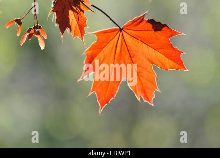 Érable de Norvège (Acer platanoides), collection automne feuilles et fruits en rétro-éclairage, France Banque D'Images