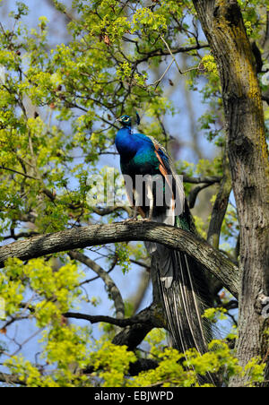 Pavo cristatus common (paons), assis sur une branche Banque D'Images