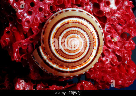 Cadran solaire cadran solaire européenne claire, escargot, perspective cadran solaire (Architectonica perspectiva), snail-shell Banque D'Images