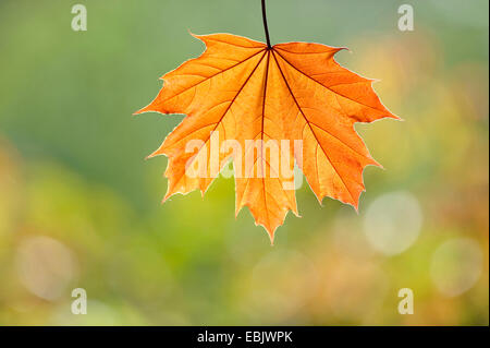 Érable de Norvège (Acer platanoides), feuille d'automne dans la région de rétroéclairage, France Banque D'Images