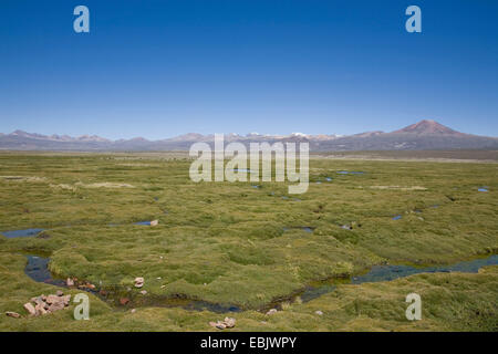 Moore highlands entre juillet et Tacna, Pérou Banque D'Images