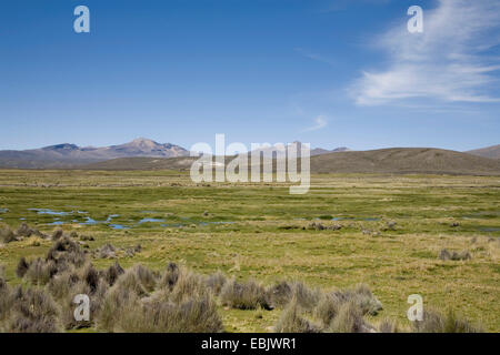 Moore Highland entre juillet et Tacna, Pérou Banque D'Images