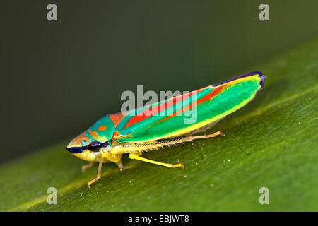 Redbanded (cicadelle Graphocephala coccinea, Graphocephala fennahi), assis sur une feuille, Allemagne Banque D'Images