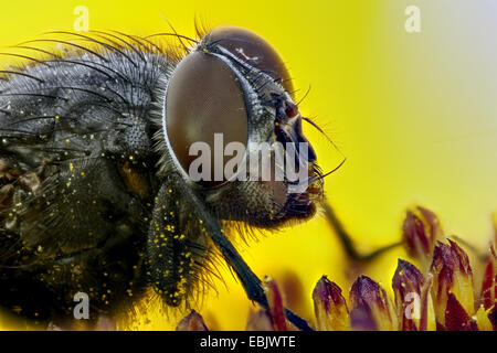 Feshfly, Chair-fly, marbré gris-mouche à viande (Sarcophaga carnaria), assis dans un souci, de l'Allemagne, Mecklembourg-Poméranie-Occidentale Banque D'Images