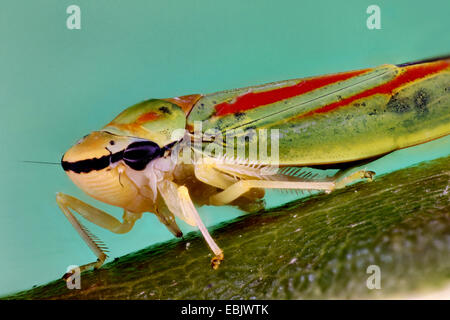 Redbanded (cicadelle Graphocephala coccinea, Graphocephala fennahi), sucer à une feuille de rhododendron, Suisse Banque D'Images