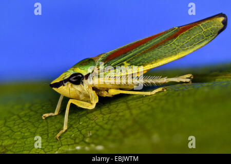 Redbanded (cicadelle Graphocephala coccinea, Graphocephala fennahi), sucer à une feuille de rhododendron, Suisse Banque D'Images