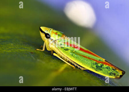 Redbanded (cicadelle Graphocephala coccinea, Graphocephala fennahi), assis sur une feuille de rhododendron, Suisse Banque D'Images