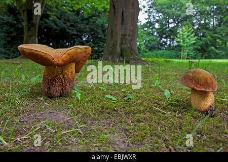 Lurid Bolet (Boletus luridus), champignons dans un parc, Allemagne Banque D'Images