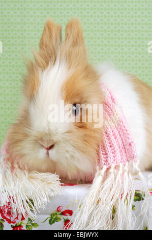 Lionhead rabbit (Oryctolagus cuniculus f. domestica), Fluffy lapin avec écharpe assis sur une nappe fleurie Banque D'Images