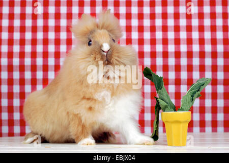 Lionhead rabbit (Oryctolagus cuniculus f. domestica), lapin assis en face d'un papier peint rouge et blanc Banque D'Images