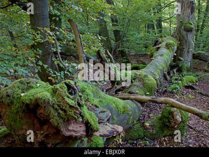 Le hêtre commun (Fagus sylvatica), mort en hêtre Urwald Sababurg, Allemagne, Hesse, Reinhardswald Banque D'Images