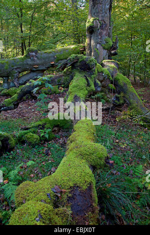 Le hêtre commun (Fagus sylvatica), mort en hêtre Urwald Sababurg, Allemagne, Hesse, Reinhardswald Banque D'Images